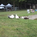 Ducks at Eagle Creek